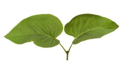 Fototapeta na wymiar Young escape of lilac, with two leaves, isolated on white