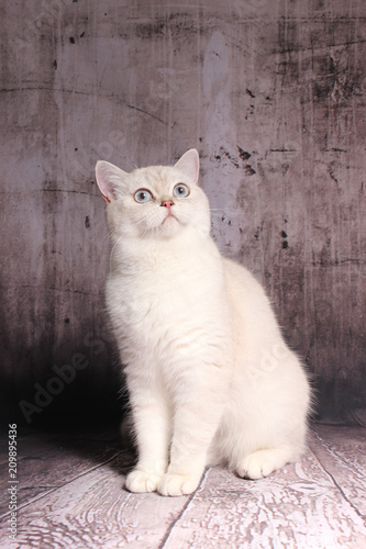 Britisch Kurzhaar Katze Weiß Mit Blauen Augen Stockfotos