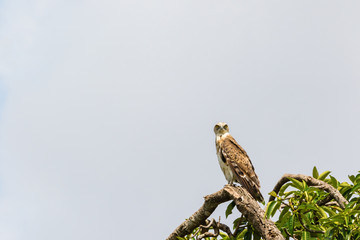 Short-toed snake eagle sitting in a tree in the Masai Mara National Park