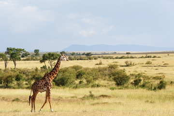 Masai Giraffe at the African savannah