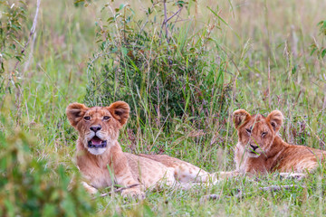 Lion Cubs lying in the grass