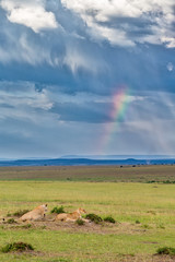 Fototapeta na wymiar Lion on the savannah with a rainbow and storm clouds