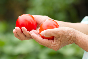 Senior woman hand holding fresh organic tomatoes from biological farm. Concept Medical,...