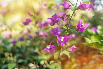 purple bougainvillea flowers