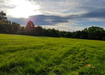 Obraz premium Meadow