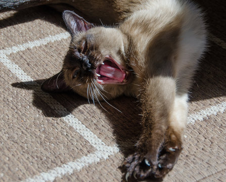 Siamese cat is yawning and stretching on the home carpet.