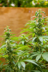 Cannabis Home Grown Medical Marijuana female plant
