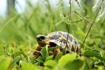 Tortue Radiata
