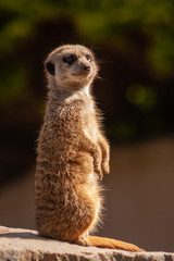 Meerkat on alert