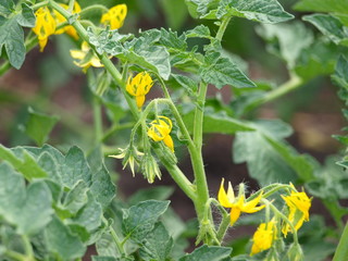 Tomatoes are blooming