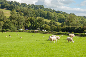 Fototapeta na wymiar Sheep grazing in the hills of the Black mountains in England.