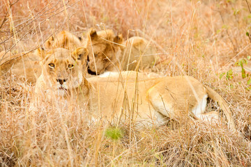  African Lion hiding in long grass