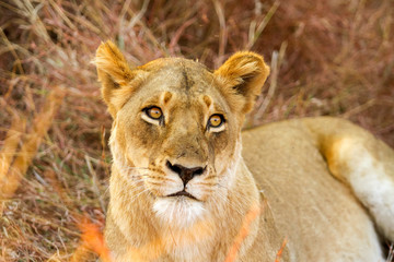  African Lion hiding in long grass