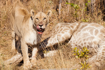 African Lion eating a Giraffe on safari