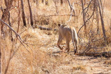 female African Lion walking on a path