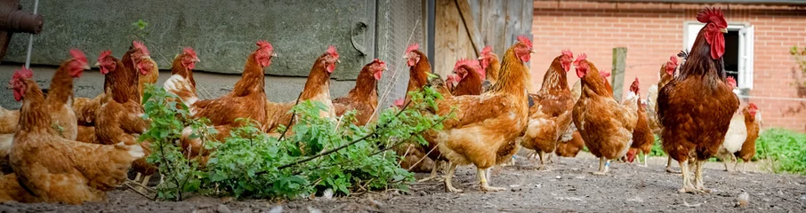 Papier Peint photo autocollant Poulet Coq et poulets sur une vieille ferme, bannière