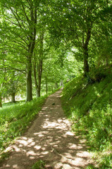 Fototapeta premium Autumnal scenery in the Forest of Dean, Gloucestershire, England.