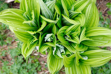 Fototapeta premium Veratrum album in Laguzalpe, Austria