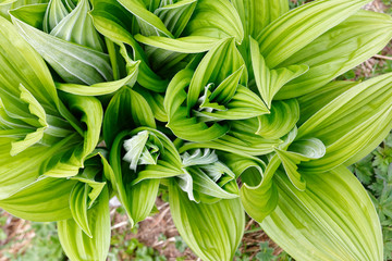 Obraz premium Veratrum album in Laguzalpe, Austria