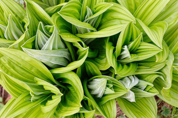 Fototapeta premium Veratrum album in Laguzalpe, Austria