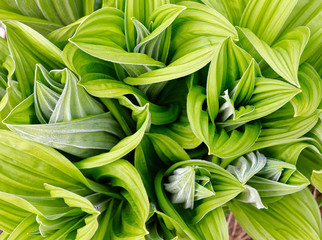 Fototapeta premium Veratrum album in Laguzalpe, Austria