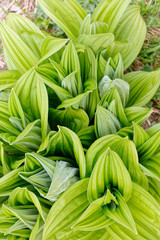 Obraz premium Veratrum album in Laguzalpe, Austria