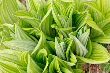 Obraz premium Veratrum album in Laguzalpe, Austria