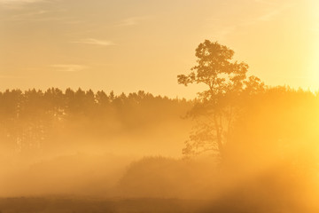 Fototapeta na wymiar Pine silhouette in sunrise morning misty light