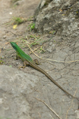 A green lizard on a path in the wild in the forest in Rezina region, Moldova