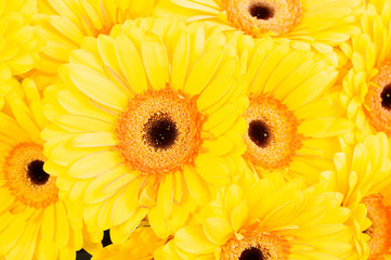 Flower of sunflower background