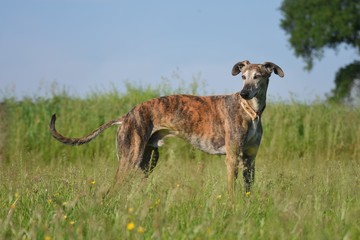 gestromter Windhund, steht im hohen Gras