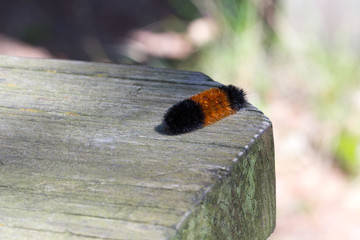 Orange & black striped woollybear caterpillar, Pyrrharctia isabella, close up with its spines &...