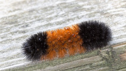 Orange & black striped woollybear caterpillar, Pyrrharctia isabella, close up with its spines &...