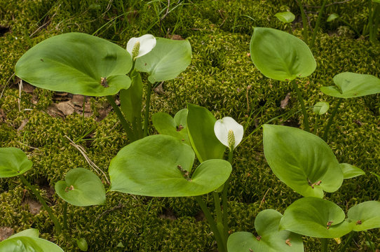 White callas and moss in a northern forest