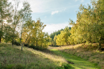 Autumnal scenery in the Forest of Dean, Gloucestershire, England.