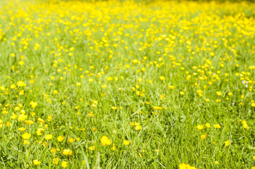 Blooming lawn with tiny yellow flowers