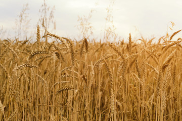 field with golden wheat
