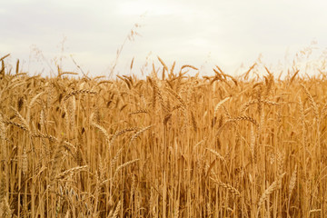 field with golden wheat
