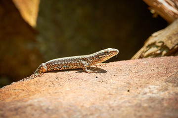 Common wall lizard (Podarcis muralis)
