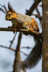 I might need some grooming, but I'm still cute right?