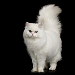 Furry British breed Cat, White color with Blue eyes, Standing with tail up on Isolated Black...