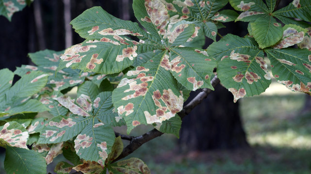 tree with sick leaves
