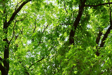 Fototapeta na wymiar Natural summer background of many leaves of a large adult oak tree. A lot of green leafy, near the trunk, on a sunny warm day