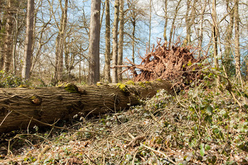 Fallen tree in the woodlands.
