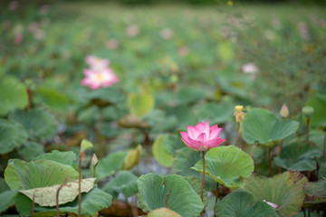 Lotus flower