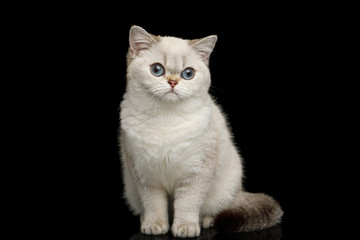 Fototapeta na wymiar Adorable British breed Cat White color with magic Blue eyes, Sitting on Isolated Black Background
