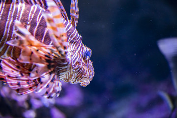 Lionfish in the water