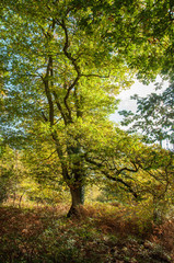 Autumn scenery in the Forest of Dean, Gloucestershire, England.