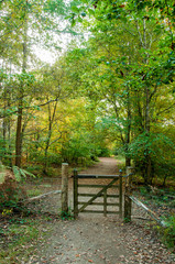 Autumn scenery in the Forest of Dean, Gloucestershire, England.