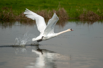 white swan takes off on the pond
